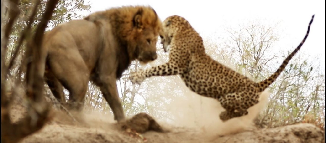 Λιοντάρι παρακολουθεί λεοπάρδαλη - Ο ελαφρύς βηματισμός για να πλησιάσει το θύμα (βίντεο)